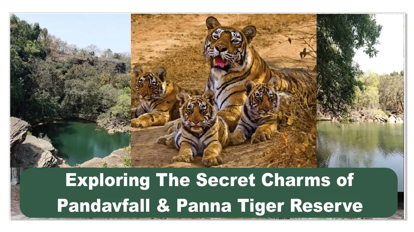 Exploring the Secret Charms of Pandavfall and Panna Tiger Reserve